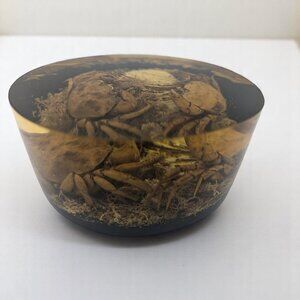 Mid Century Taxidermy Crab Lucite Sealife Display ornament Preserved Crabs